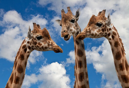 Bild 1: Giraffe – Symboltier der GFK: Der lange Hals steht für die Weitsicht, das große Herz (das größte bei den Landsäugetieren) für Mitgefühl.